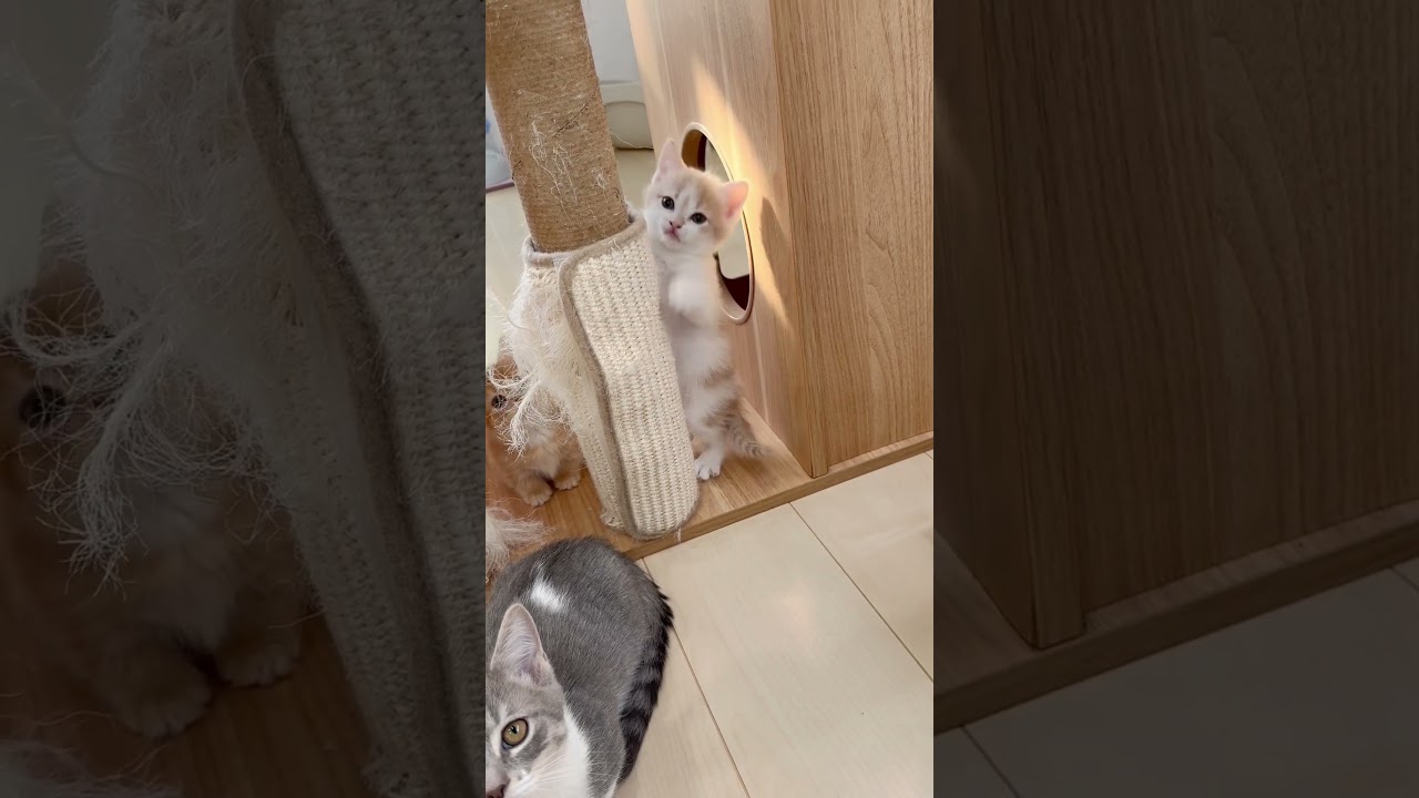 マンチカン男の子🩷 【お問合せ詳細は説明欄に記載あります】 #スクーカム #ブリーダー直販 #マンチカン #ミヌエット #ラパーマ #子猫 #子猫販売 #猫 #猫のいる暮らし #猫動画