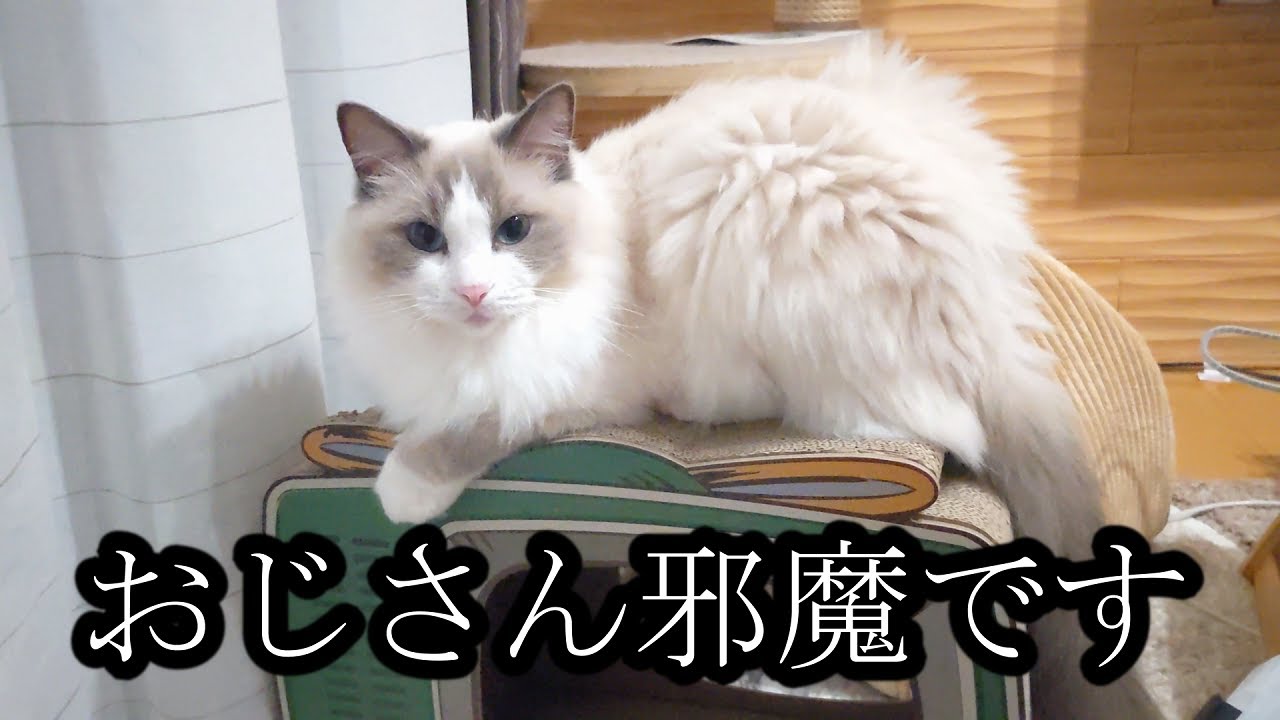 【ラグドール】定位置をおじさんに奪われた猫