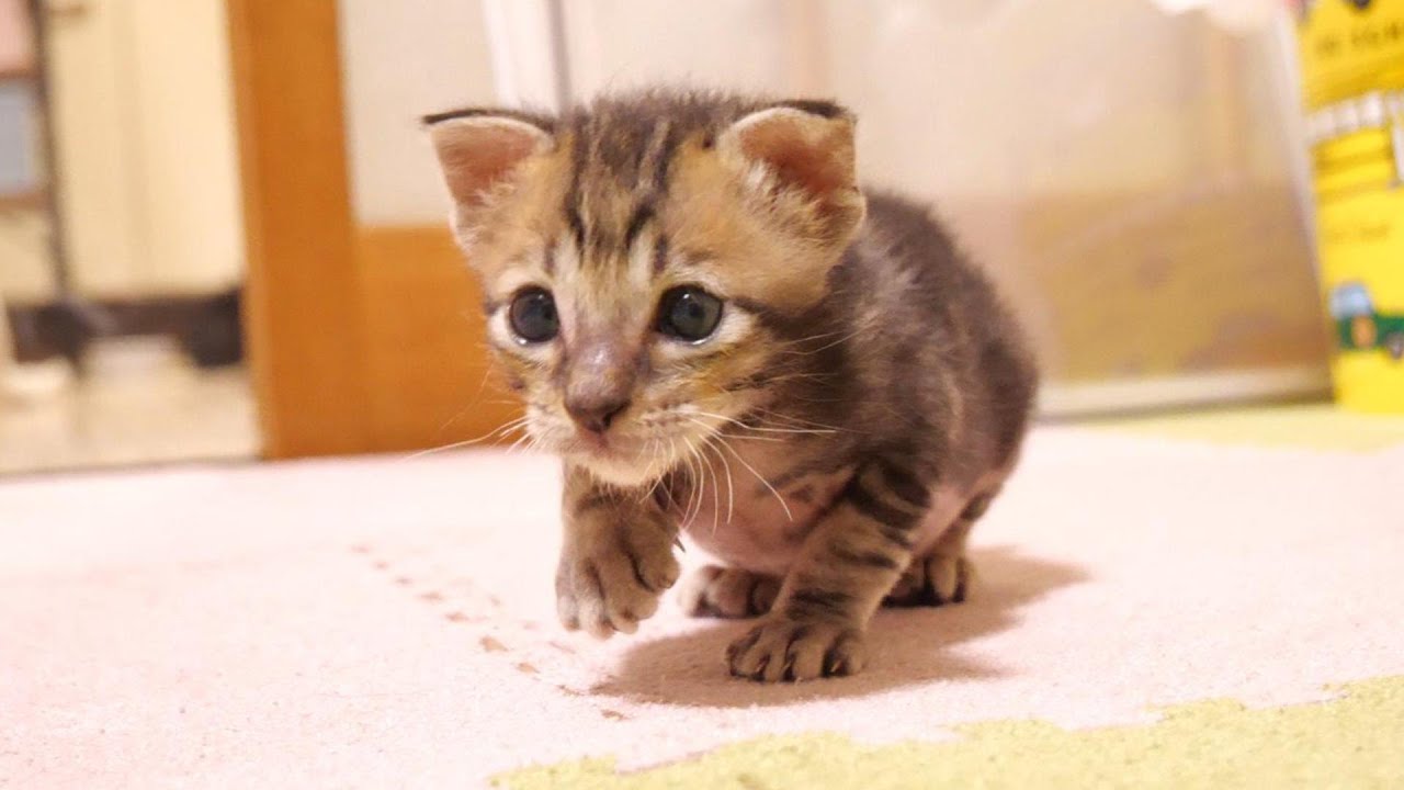 初めて見た大きい黒猫を探す子猫【赤ちゃん猫　保護猫】