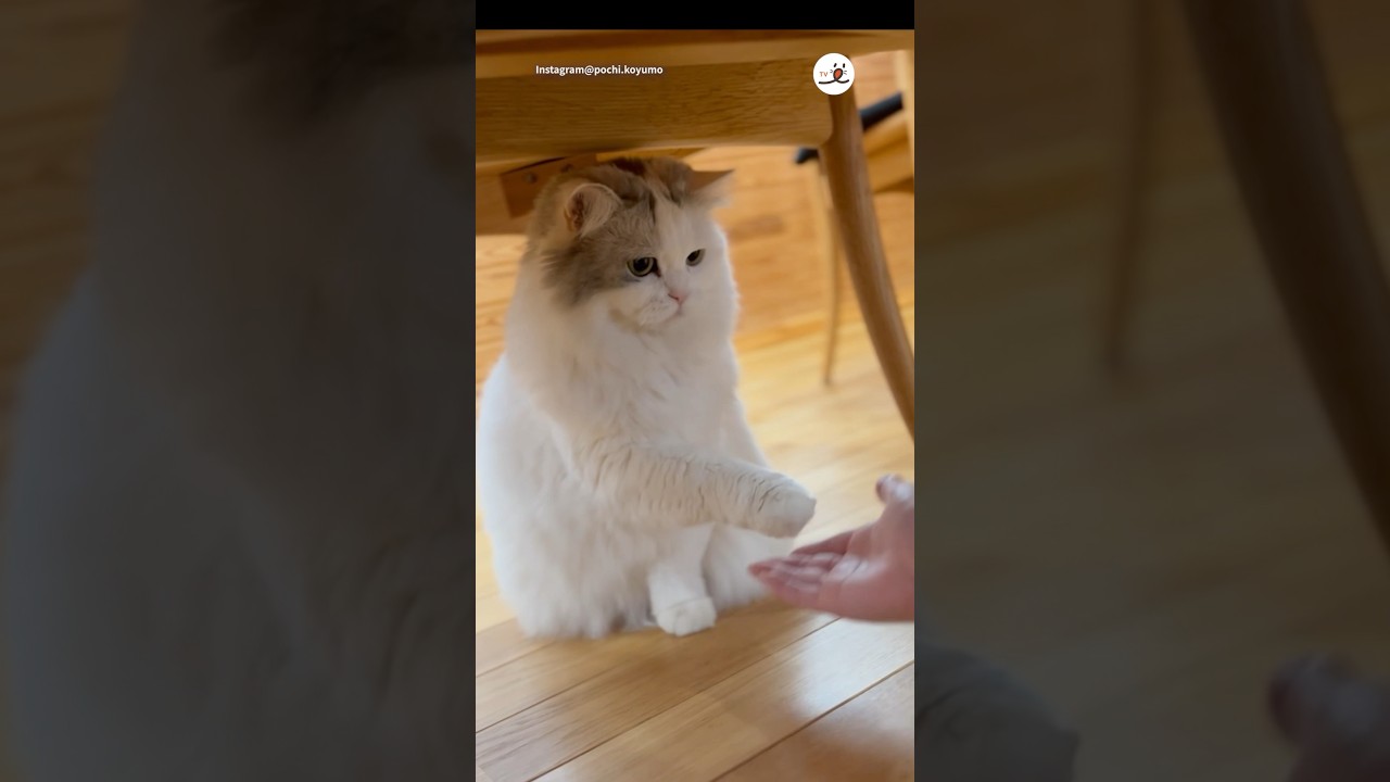 猫さんのエアおてて？｜PECO #スコティッシュフォールド #猫 #愛猫家 #猫動画 #猫のいる暮らし #scottishfold #cat #catlover #catvideos #catlife