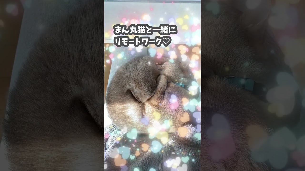 まん丸猫と一緒にリモートワーク #shorts  #アビシニアン  #abyssinian