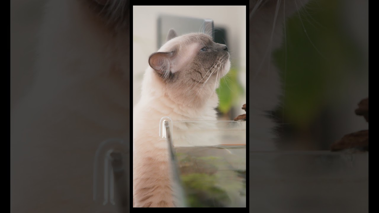 12/07 今日のダイジェスト　#猫 #ラグドール #ragdollcat