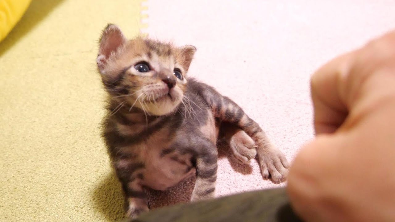 嬉しそうな表情でなでなでを待つ子猫【赤ちゃん猫　保護猫】