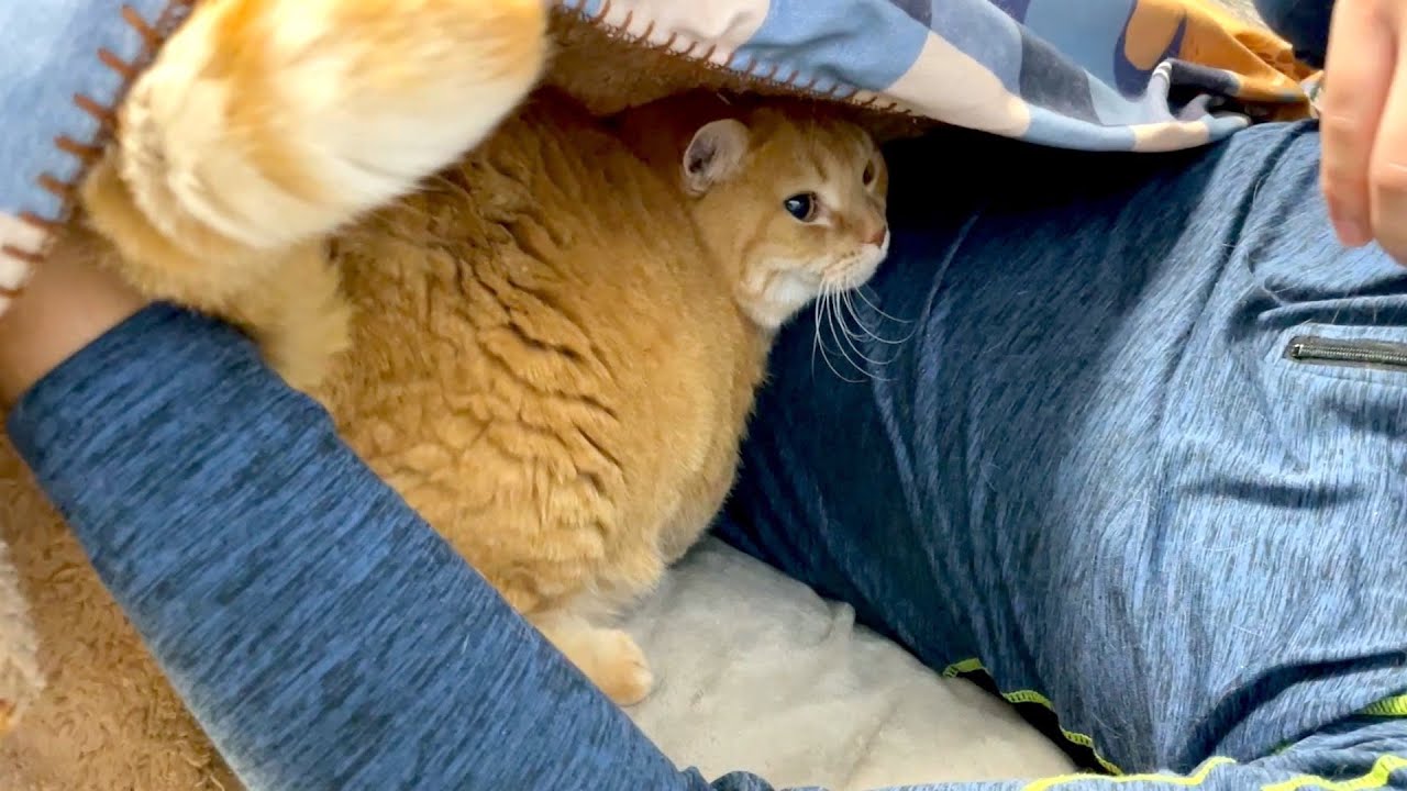 結局パパとの添い寝が落ち着く猫
