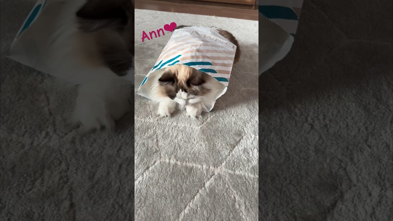 ラグが紙袋に入りながら遊ぶよ　　#cat #ねこ #ラグドール #ragdoll