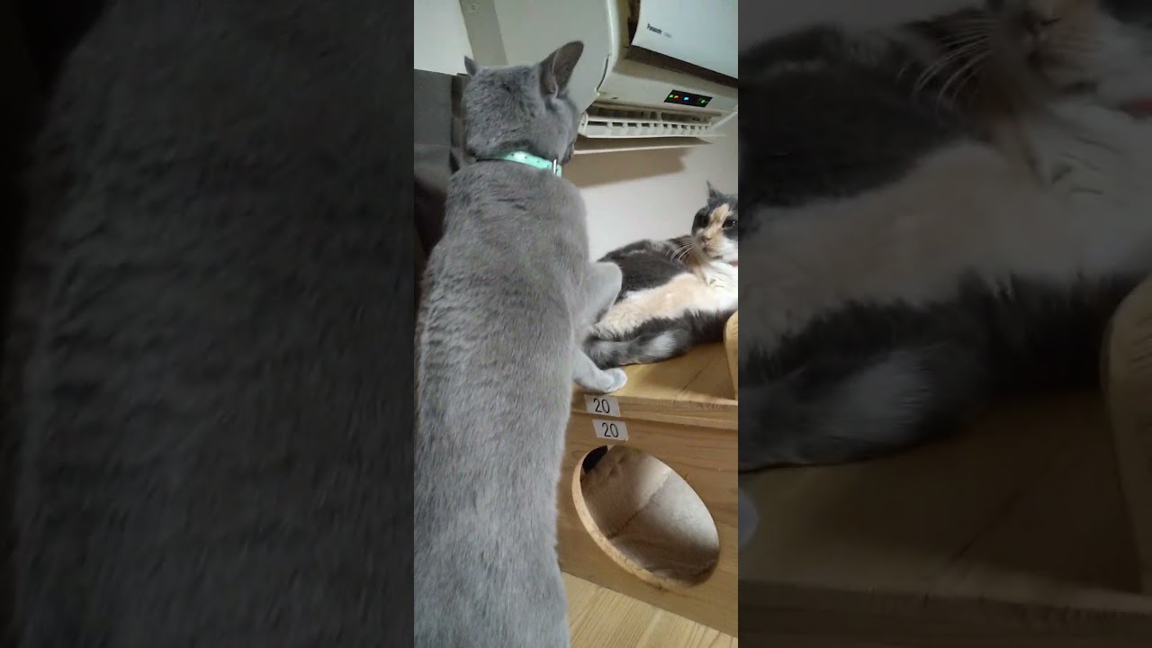 【猫】今日のロシアンブルー、ジェイド