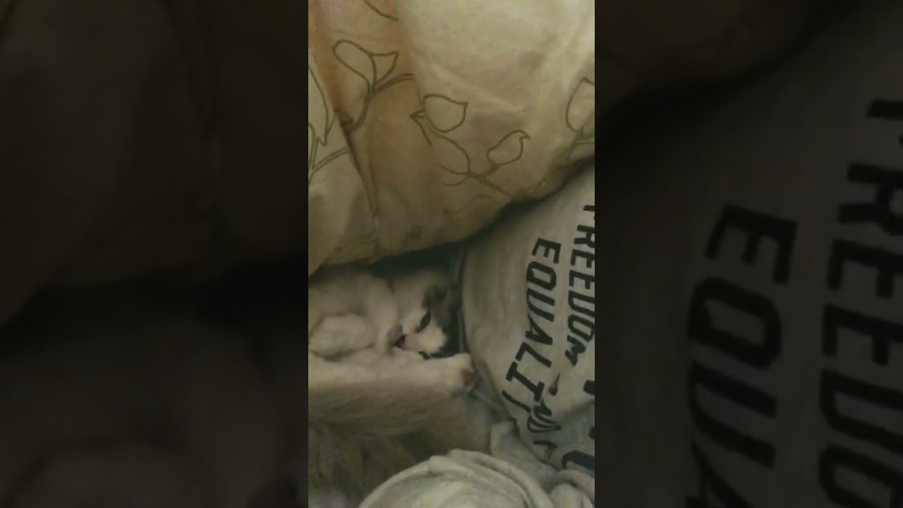 甘えん坊ラグドールの朝#shorts