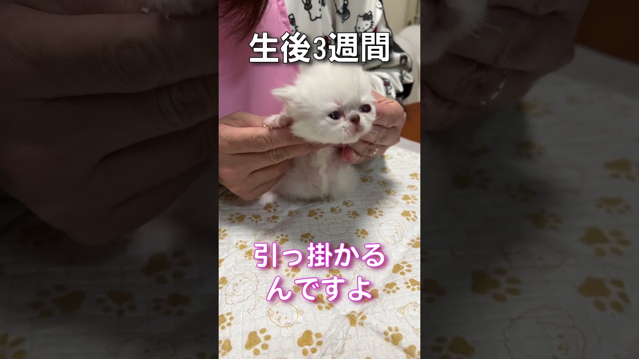 猫生初めての爪切り 生後三ヶ月のペルシャ  #キャットグルーマー協会 #みーちゃん先生 #shorts