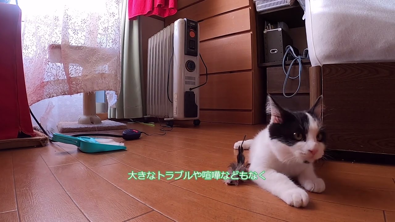 速報　子猫様来訪