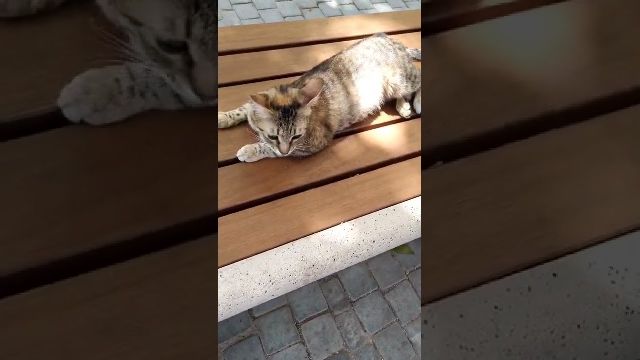 Beautiful brown cat is resting on the bank 🤎