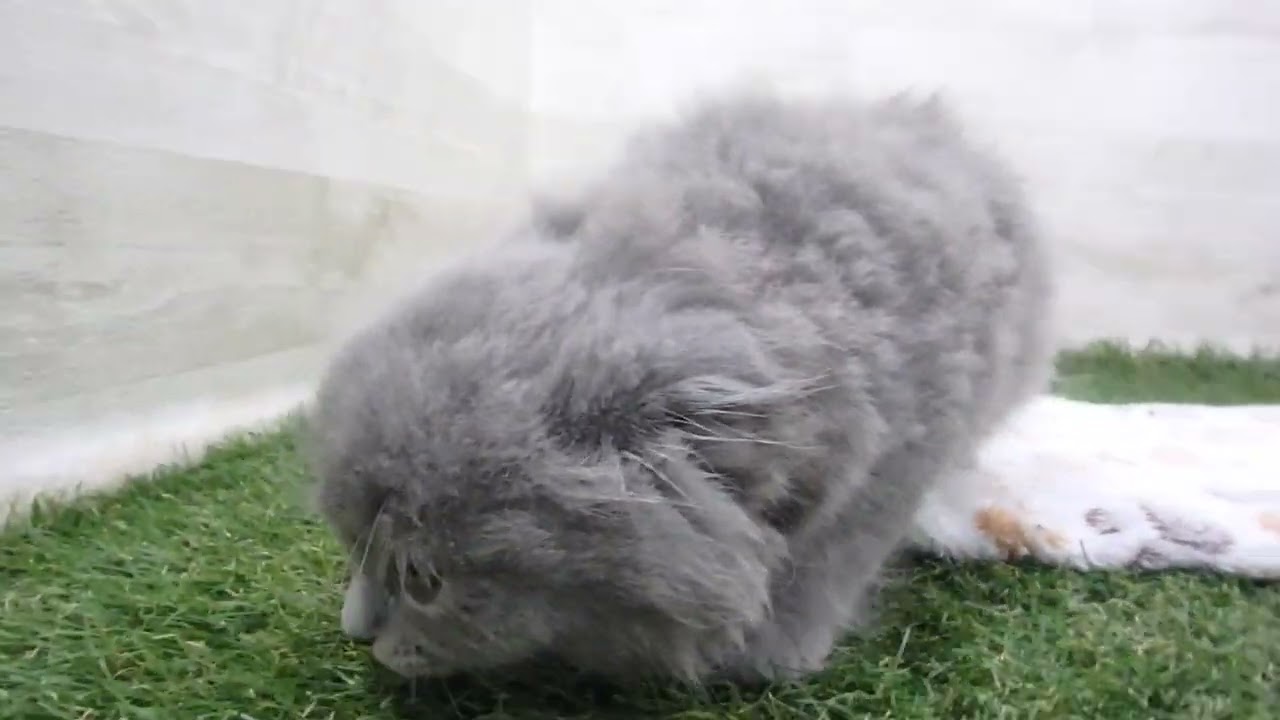 Coo&RIKU　No00658769 スコティッシュフォールド