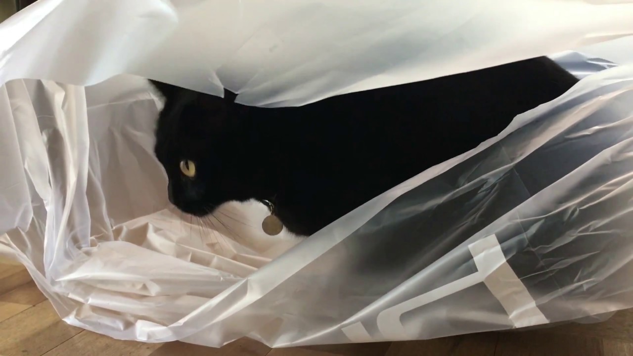 ビニール袋に入っちゃったルーシー☆4匹黒猫ボンベイ家族