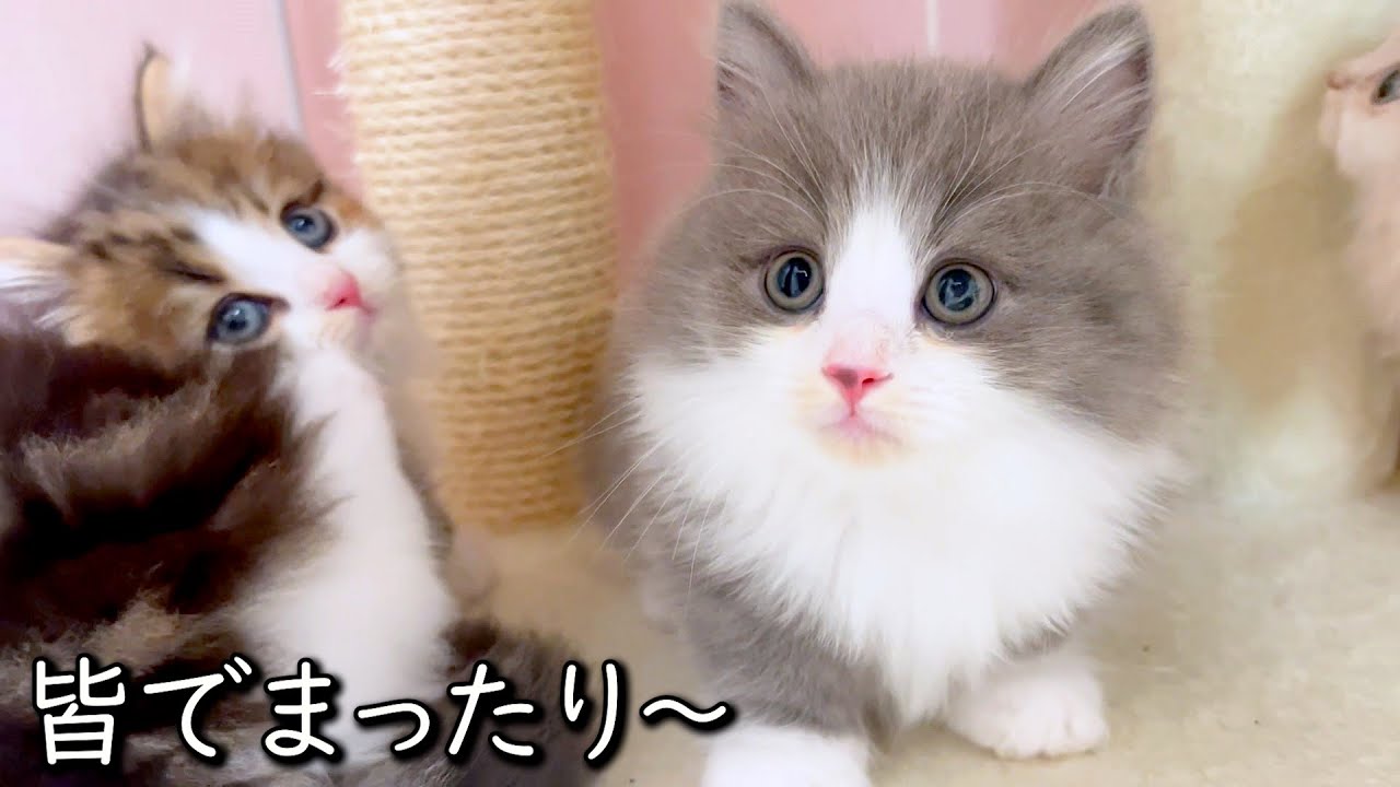 【マンチカンの子猫】インドア派だけどアクティブな子猫ちゃんの件 ∼猫のいる生活Vol.855~ 出産動画 マンチカン短足・ミヌエット・ペルシャ猫専門ブリーダー『ペット蔵人』【子猫の成長記録】