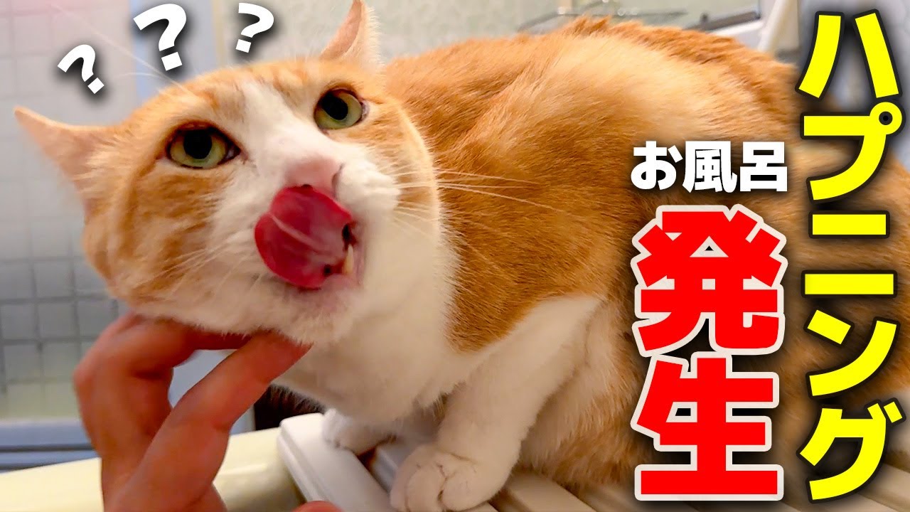 実家のお風呂に猫達と入ろうとしたら悲しい事件が起きてしまいました…