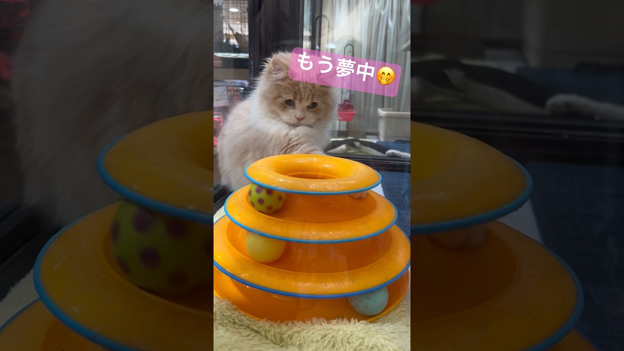 新しいオモチャに夢中になるラガマフィン