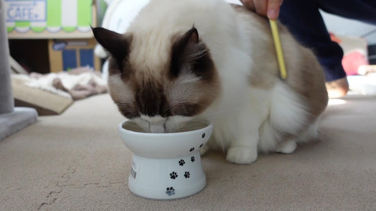 【ラグドール】おやつに集中している隙にブラッシングされる猫