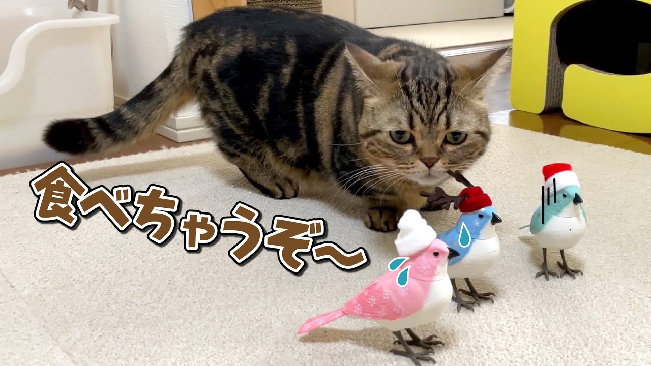 食いしん坊の猫に歌う鳥を見せたらまさかの行動に出ました…！笑