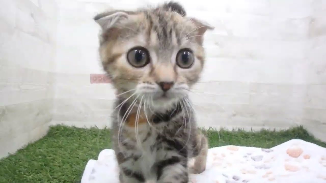 Coo&RIKU　No00658740 スコティッシュフォールド