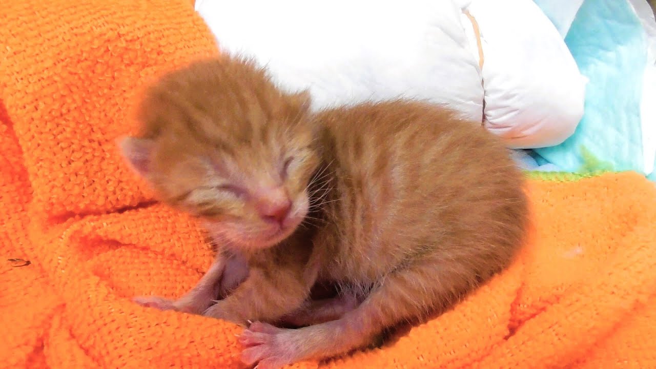 【生後３日】低体重の赤ちゃん猫が大量のミルクを一気に飲んだ結果…