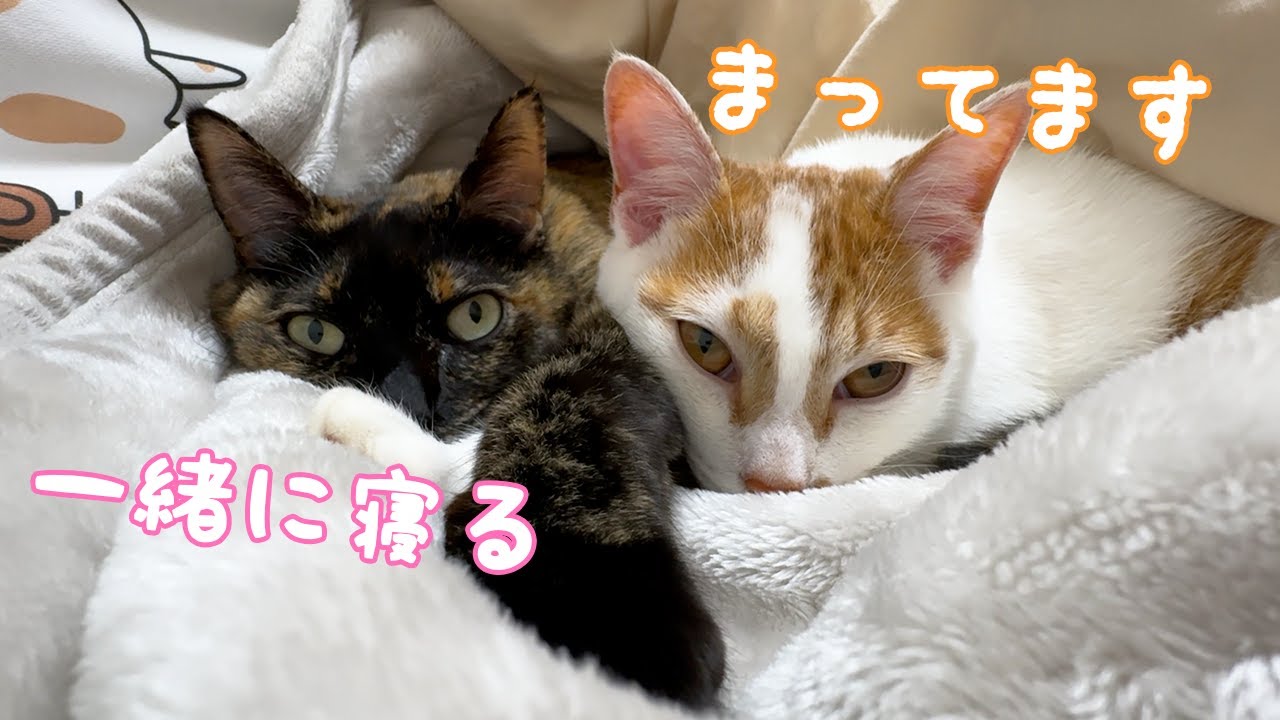 飼い主と一緒に寝たい猫たちが布団で待機してました！！
