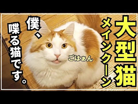ご飯の時だけ喋る大型猫メインクーン