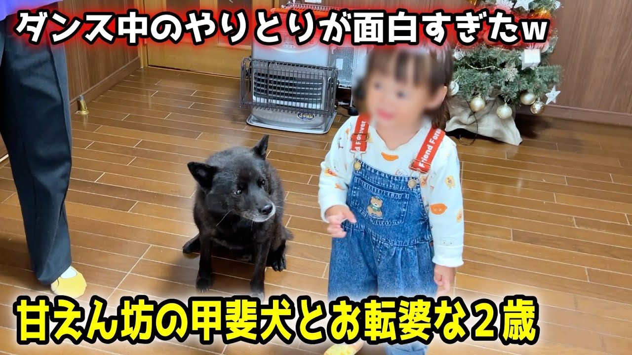 甲斐犬と２歳、ダンス中のやりとりが面白すぎるw