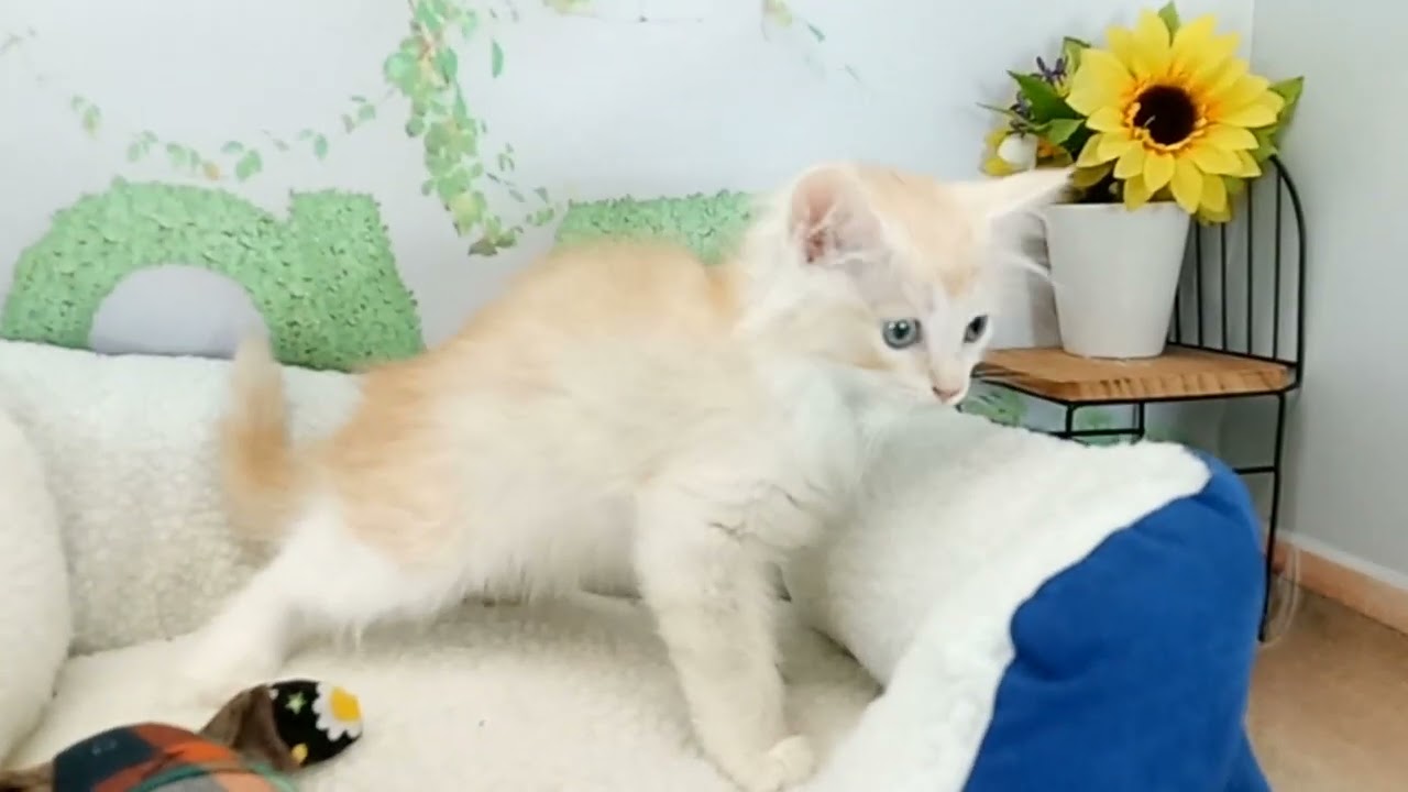 658025 サイベリアン