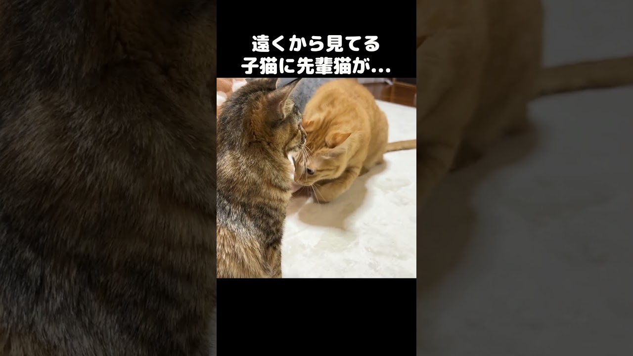 遊びたそうに遠くから見てる子猫を気にかけてあげる先輩猫　#shorts