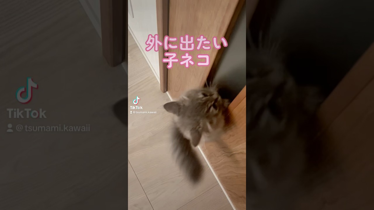 二足歩行でアピールする子猫。#ラガマフィン #つまみちゃん #かわいい #猫 #子猫 #おすすめ #shorts