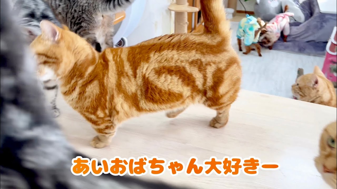 ちゃびー！そ、それはダメー！ #猫 #マンチカン