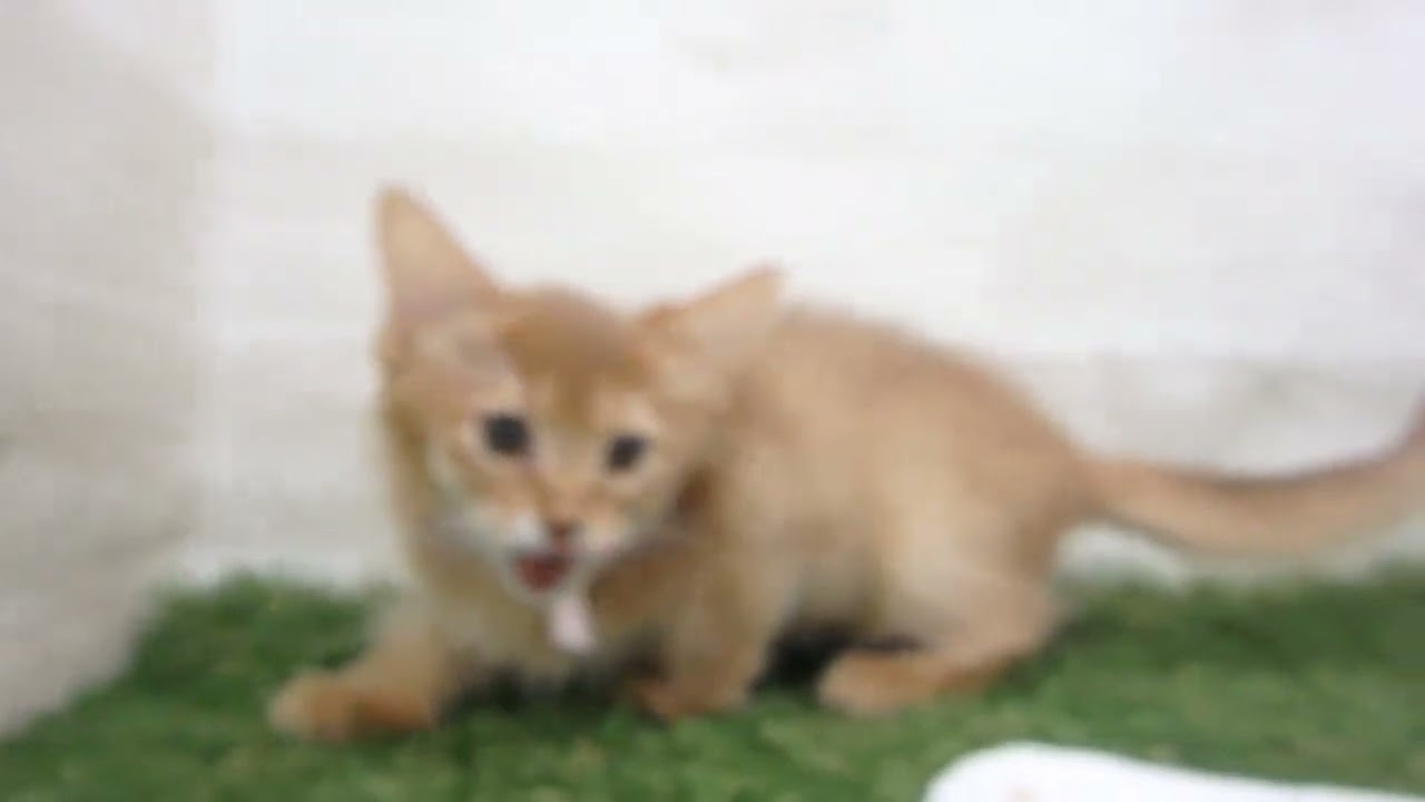 Coo&RIKU　No00658891 ソマリ