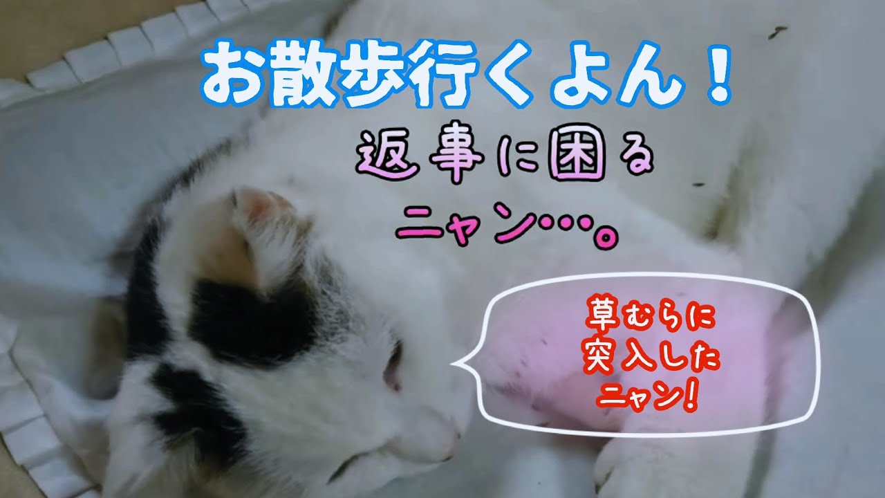 【さんぽねこのゆきちゃん】おまけをいっぱい持って帰ってる！ゆきちゃん│草むらに突入したんだね！それに対して飼い主はアホなのか？馬鹿なの？返事に困るよね！｜ジャパニーズ・ボブテイル｜熱海｜伊豆｜南熱海