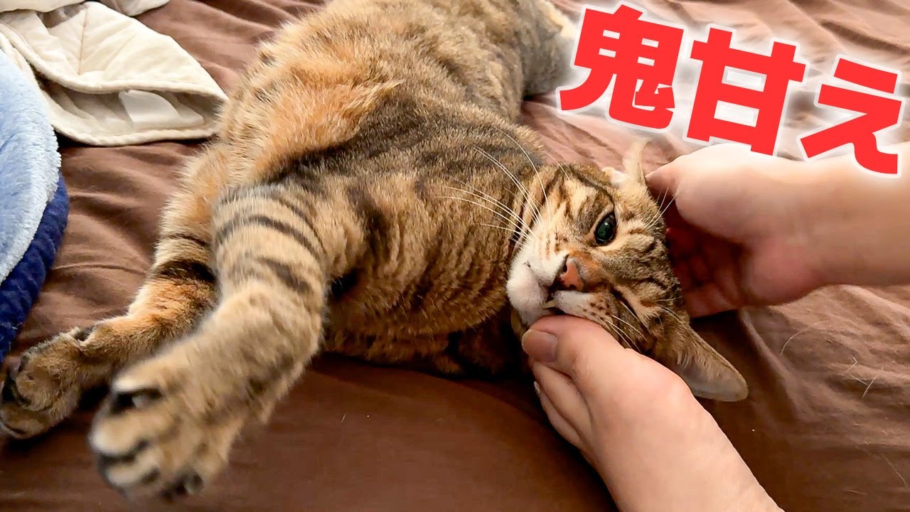 猫の口からヘ舌がびろ〜〜〜んって飛び出しちゃった…