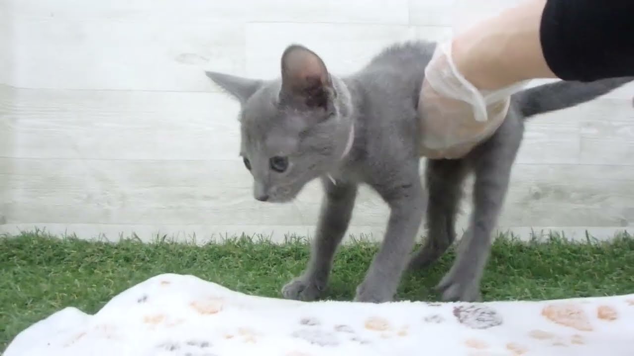 Coo&RIKU　No00658762 ロシアンブルー