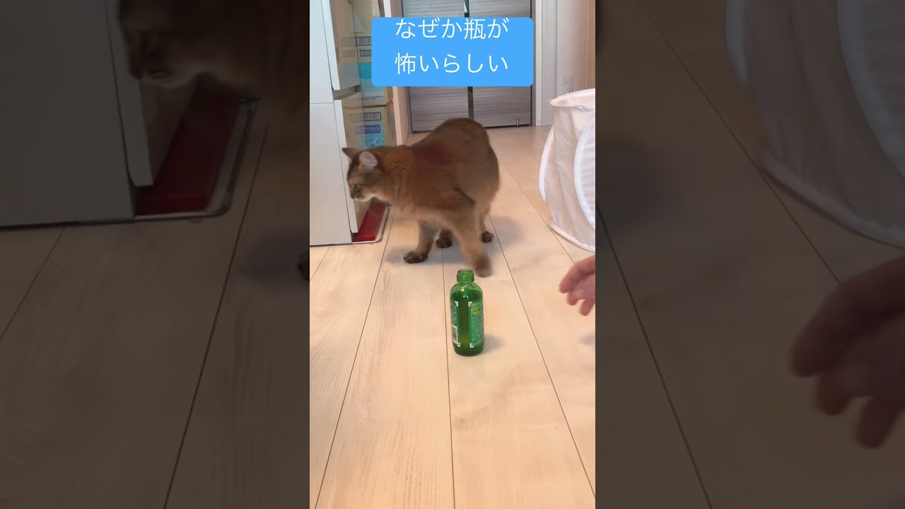 怖いもの知らずのヤンチャ猫が怖いもの #ソマリ #いやしねこ