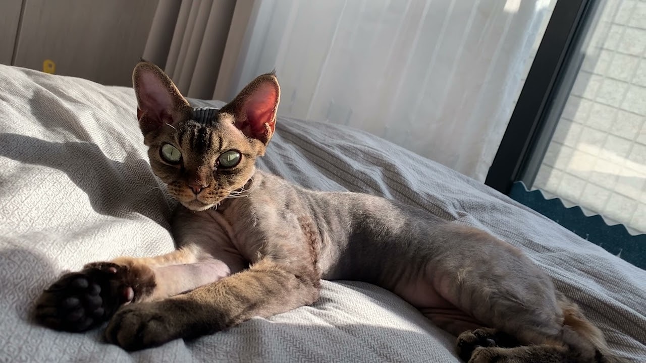 デボンレックス弟が気持ちよさそうにお昼寝しています(Devon Rex cat taking a nap comfortably)