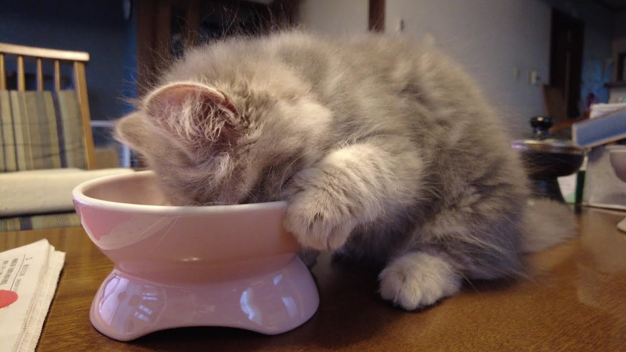 サイベリアンの子猫「りりちゃん」、チョット変なんです❣（最後にりりちゃんの鳴き声入ってます。）