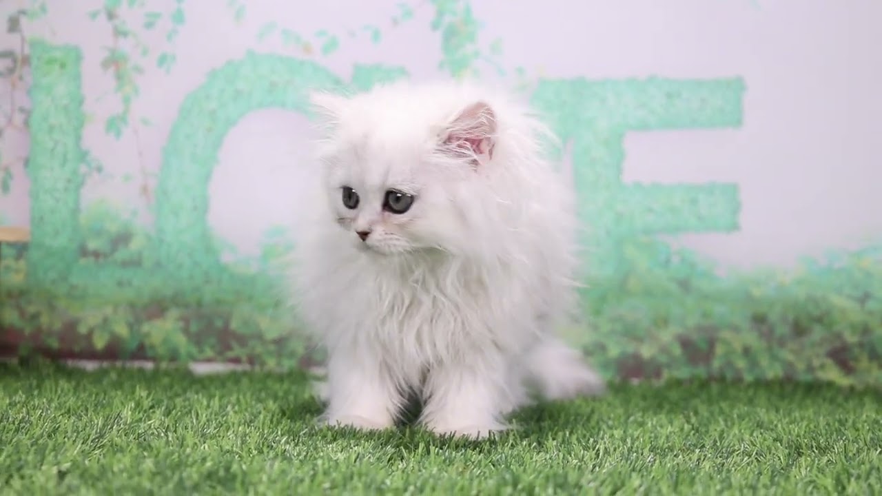 ペットショップcoo&riku No.00658805 ペルシャ