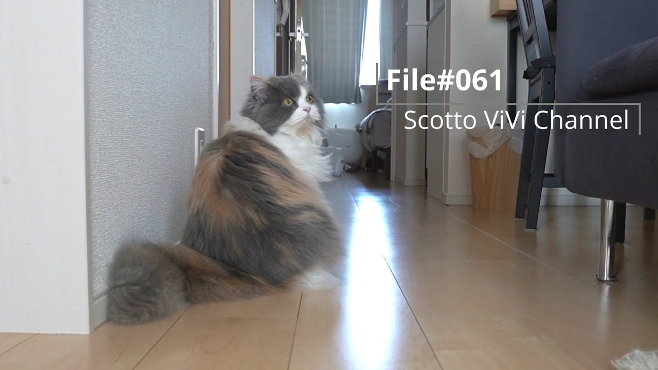 File＃061〜お留守番中猫は何してる？長毛スコティッシュフォールドの留守番〜