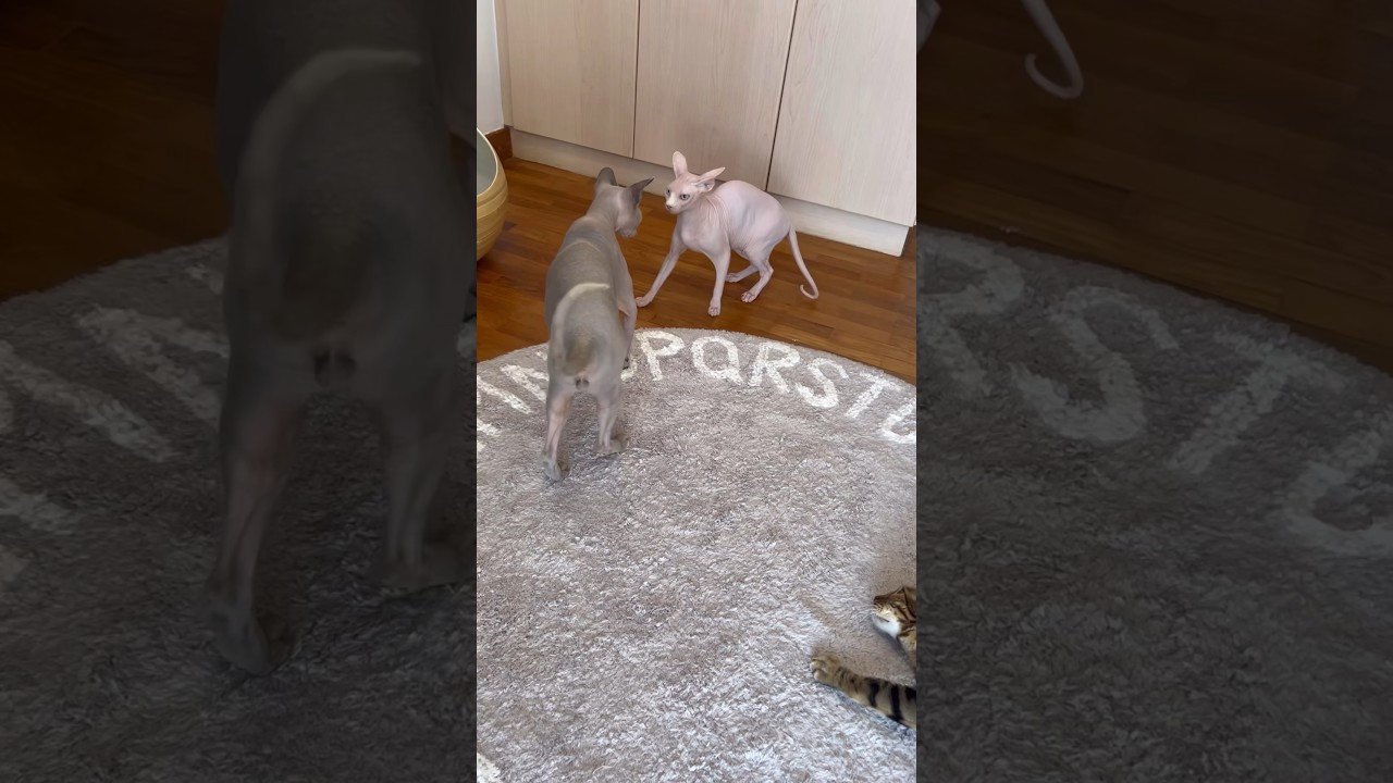 誰にでも喧嘩を売りまくる毛のない猫w【スフィンクス猫】