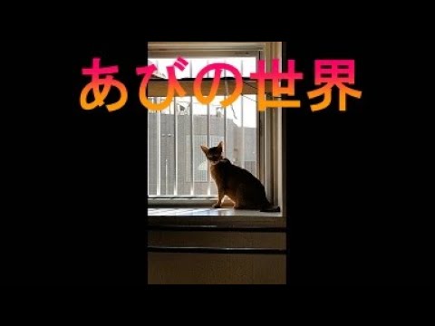 ネコ動画あび＃2650　あびの毎日　アビシニアン　あび