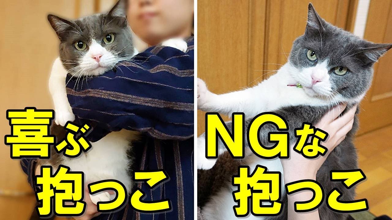 猫好き必見！飼い主さんがやりがちな危険な抱っこと猫が喜ぶ正しい抱っこ方法を解説【保護猫】
