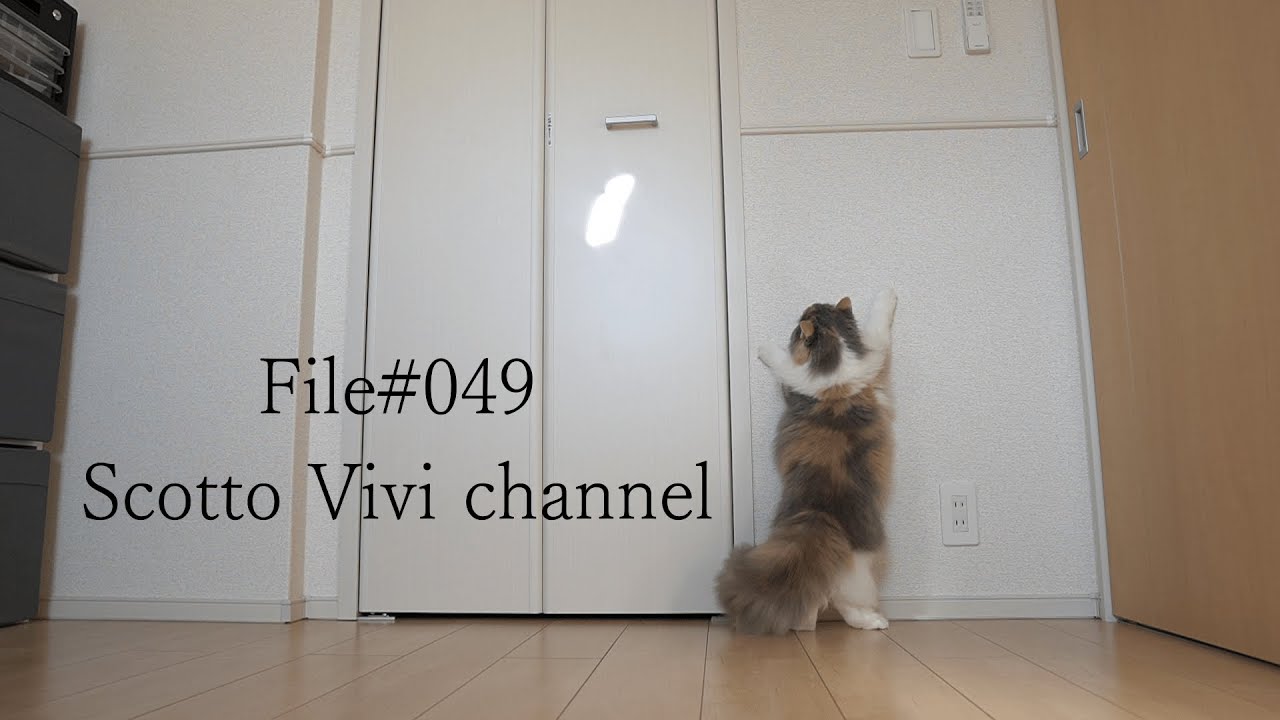 File049～長毛スコティッシュフォールドの光遊び～