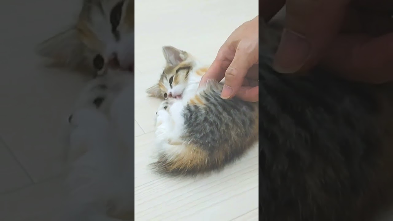 撫でられるとすぐにヘソ天しちゃう子猫 #cat #猫 #子猫 #癒やされる#shorts