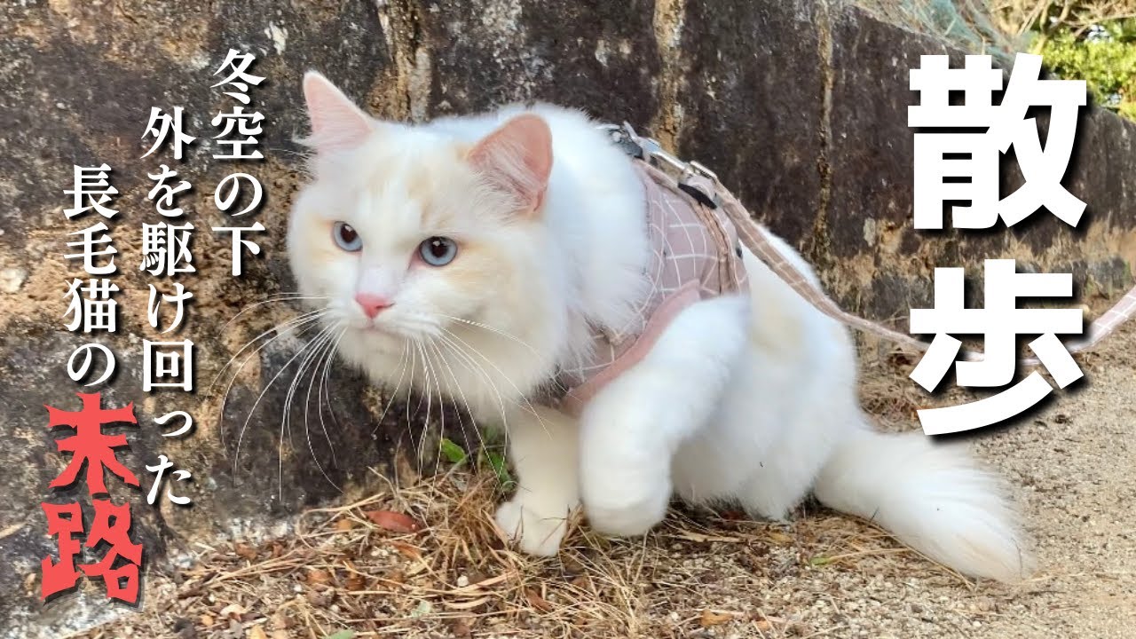 猫と一緒に公園を散歩したら猫が枯れ葉まみれになっちゃいました...泣｜ラグドール｜猫との暮らし｜