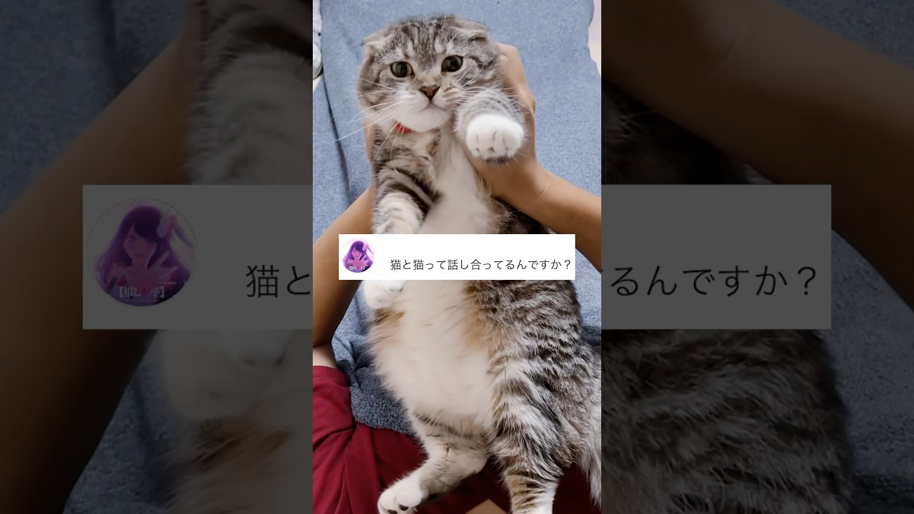 猫同士は会話してるの？調査したら衝撃の事実が判明！