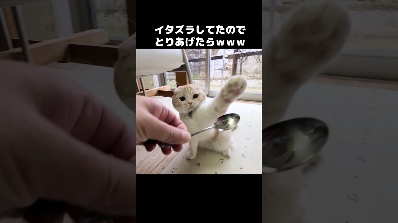 猫がイタズラしてたのでとりあげたら・・・#shorts
