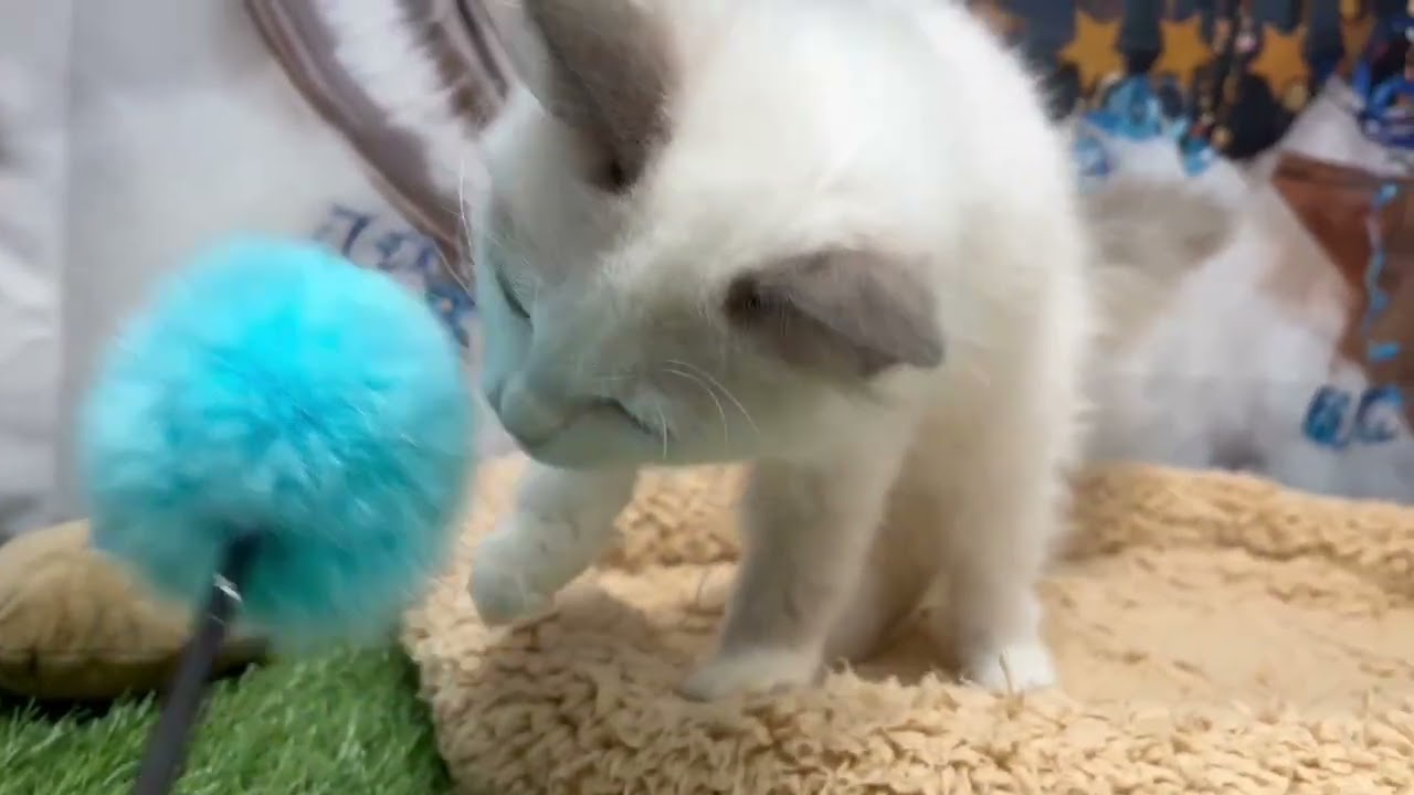 Coo&RIKU　No.647493ラグドール