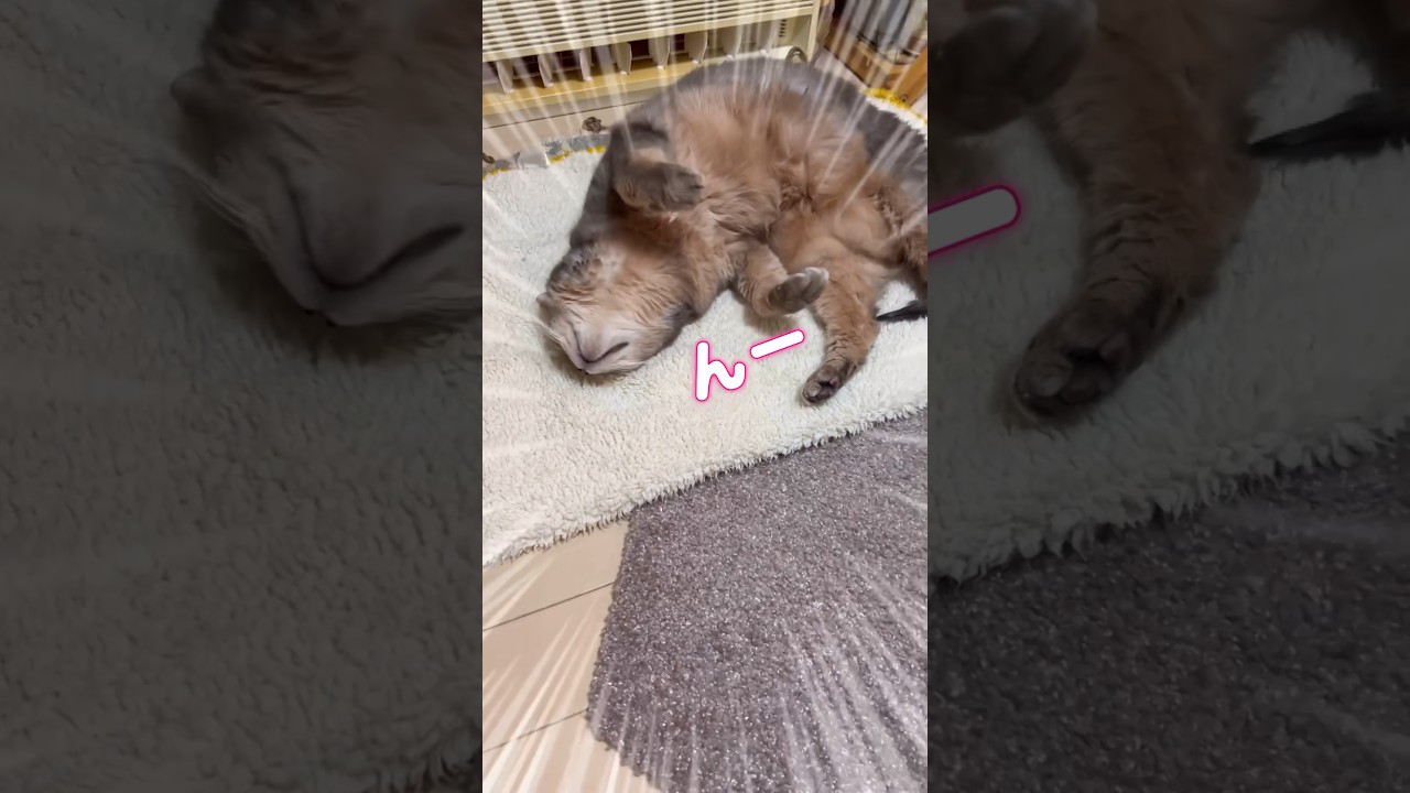 打ち上げられた感じが… #shorts #猫 #アビシニアン #cat #まな猫