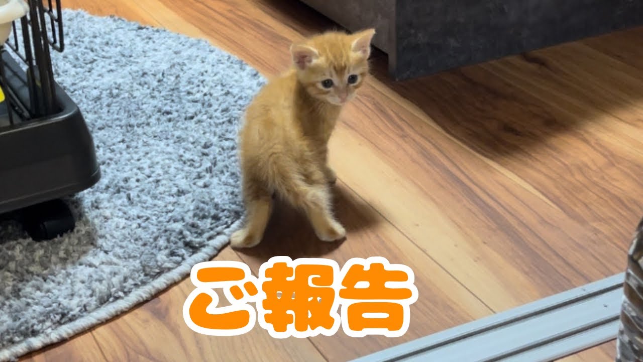 【保護猫】茶トラの子猫の動画について